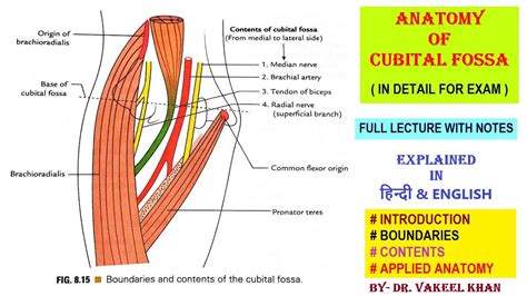 What Is Cubital Fossa Mnemonic - Infoupdate.org