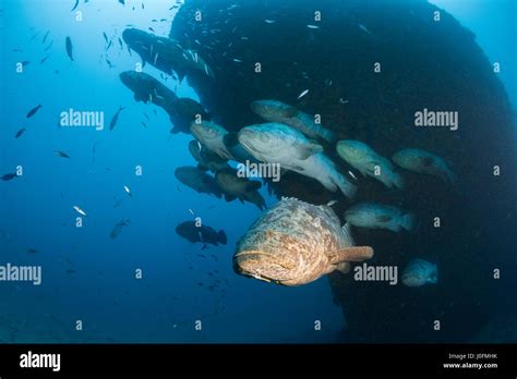 Goliath grouper during spawning aggregation between the months of ...