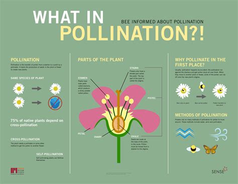 Pollinator Party Pollination Infographic on Behance