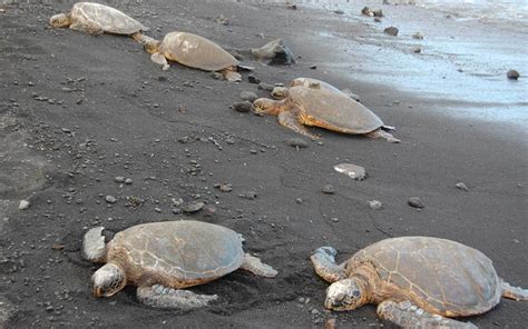 Sea turtles on Black Sand Beach Hawaii, USA – Above & Beyond Travel