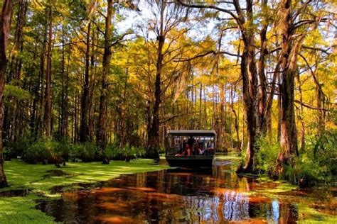 16 Best New Orleans Swamp Tours - TourScanner