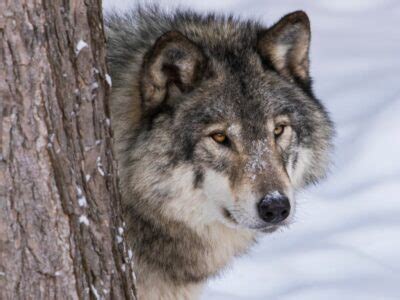 Mackenzie Wolf Animal Facts | Canis lupus occidentalis | AZ Animals