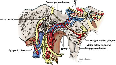 Carotid Canal