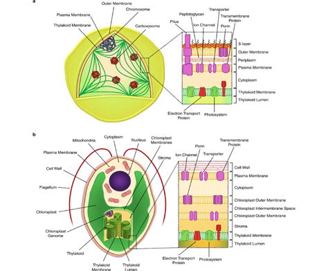 Schematic representation of the model cyanobacterium Synechocystis (a ...