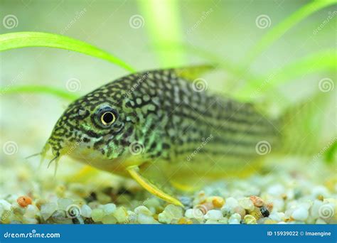 Spotted Catfish For Aquariums Stock Photography - Image: 15939022