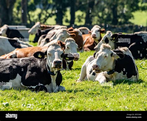 Sleeping cows, Hutton Roof, Cumbria, South Lakeland, UK Stock Photo - Alamy