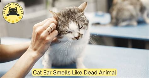 Why Does My Cat's Ear Smell Like a Dead Animal?