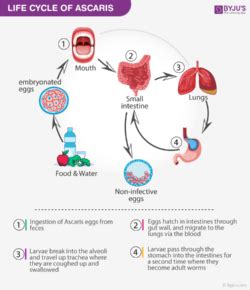 Ascaris lumbricoides Structure and Life Cycle: Introduction, Diagram and Life Cycle, FAQs