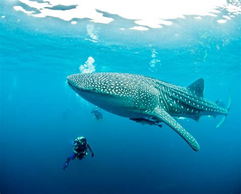 Diving with Whale Sharks - Everything You Should Know