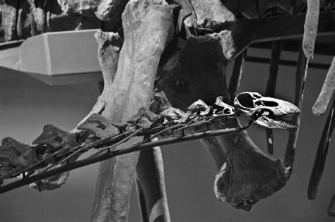 Rapetosaurus krausei. Field Museum of Natural History, Chicago, IL. © Mark Ryan Mark Ryan, Bone ...