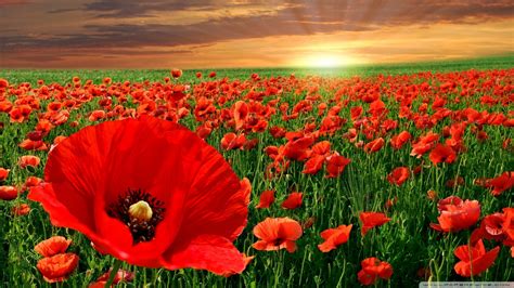 Download Sunset Poppy Field Wallpaper 1920x1080 | Wallpoper #449586