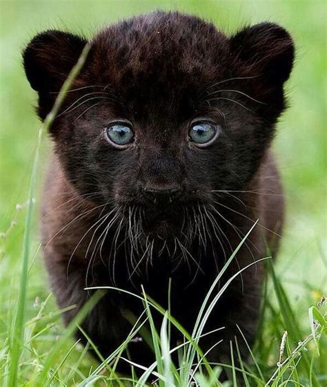 Baby Panther http://ift.tt/2l4MBtU | Cute