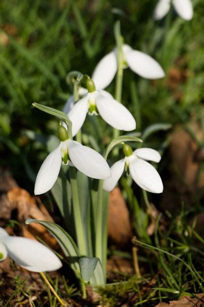 Best snowdrops to grow: our expert picks for a winter garden | Homes & Gardens