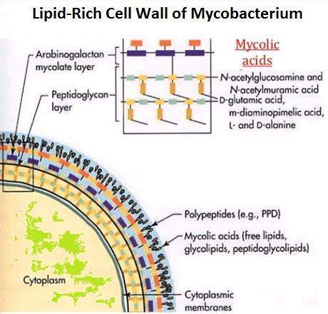 Tuberculosis Bacteria Structure