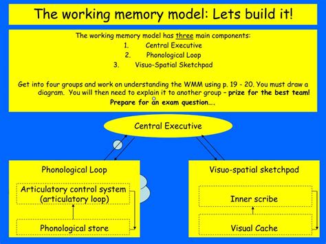 PPT - The Working Memory Model PowerPoint Presentation, free download - ID:3111676