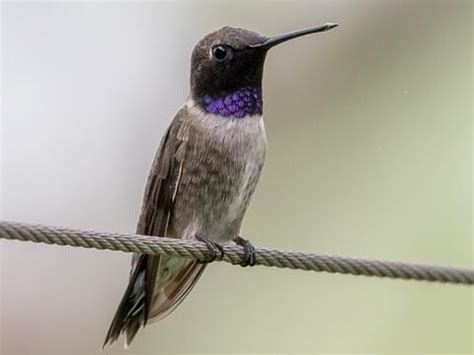 Black-chinned Hummingbird | Celebrate Urban Birds