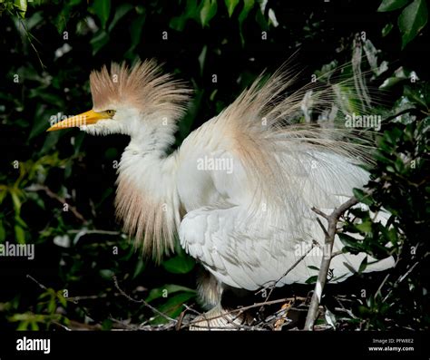 cattle egret breeding plumage display Stock Photo - Alamy