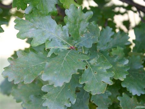 English oak | The Morton Arboretum