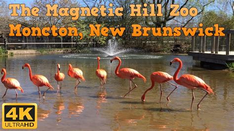 Scenic Tour of the Magnetic Hill Zoo in Moncton, New Brunswick! 4K ...