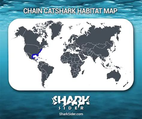 Chain Catshark – Facts, Size, Behavior, Diet, Pictures