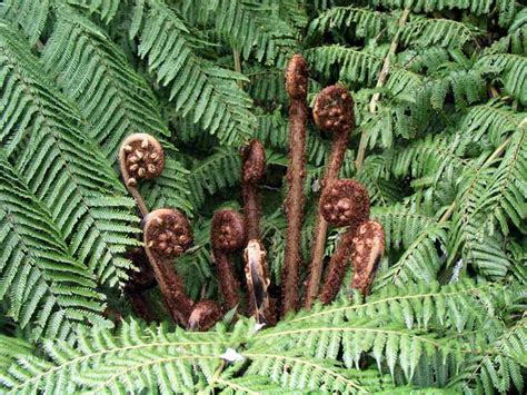 Silver fern koru – Ferns and lycophytes – Te Ara Encyclopedia of New ...