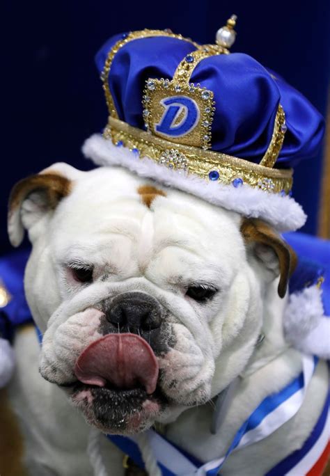 Local bulldog named Drake University’s beautiful bulldog | The Seattle ...