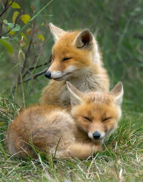 Red Fox Cubs Stock Photos - Image: 31476453