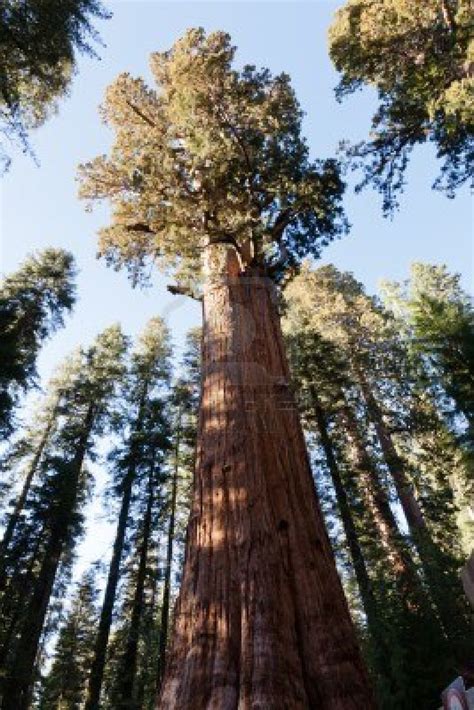 INTERESTING THINGS - Do You Know ??: WORLD's BIGGEST TREE