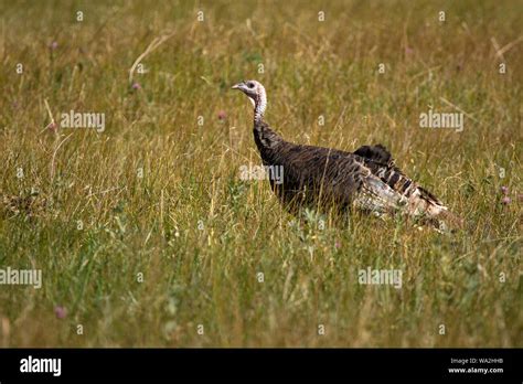 Wild turkey bird habitat hi-res stock photography and images - Alamy