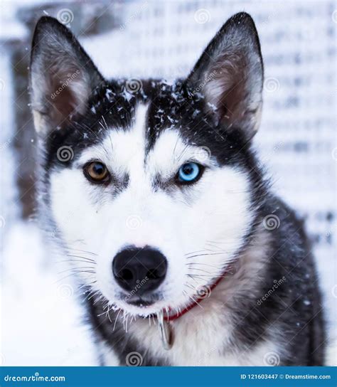 Beautiful Siberian Husky with Different Eyes Stock Image - Image of sledders, blue: 121603447