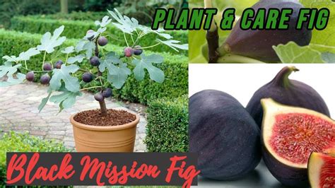 How to plant and care Fig | 🌳 Black Mission Fig Tree 🌳 // Lovely Garden ...