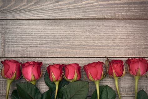 Free Photo | Row of red cut roses