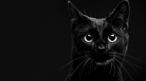 🔥 Free download Gallery For gt Black Cat Wallpaper [1920x1080] for your Desktop, Mobile & Tablet ...