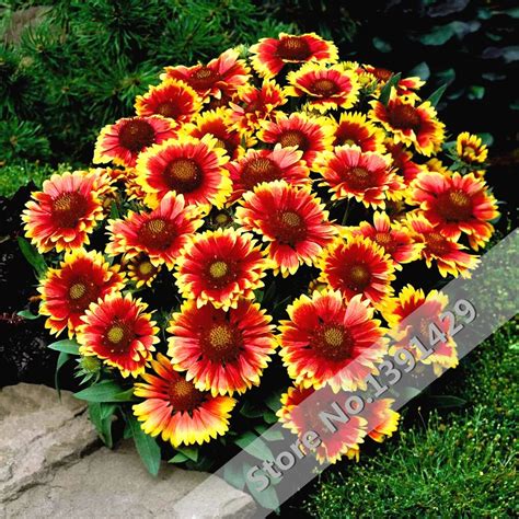 Online Buy Wholesale chrysanthemum colors from China chrysanthemum colors Wholesalers ...