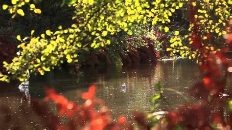 Visiting The Savill Garden and The Valley Gardens in autumn, Windsor Great Park - YouTube