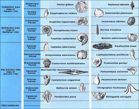 What is a fossil and what are they used for | Earth Observatory of Singapore, NTU