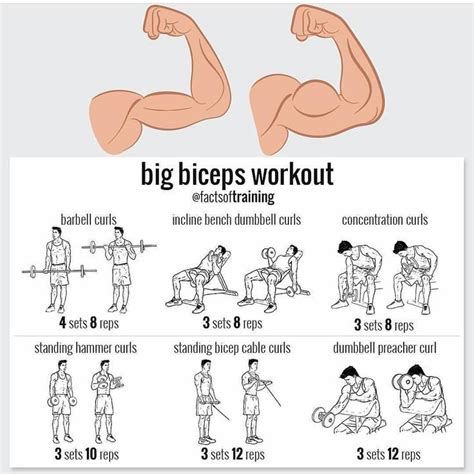 Get Bigger Biceps With These 8 Arm Exercises | Big biceps workout, Biceps workout, Strong arms ...