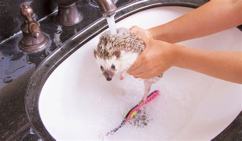 Do Hedgehogs Need Bath? - Hedgehog Harmony