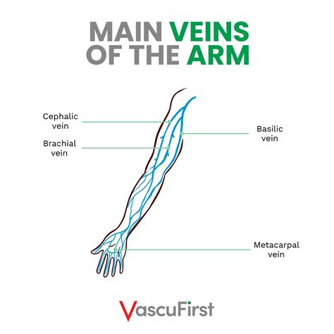 Overview of anatomy and physiology related to vascular access: peripheral veins - Campus Vygon