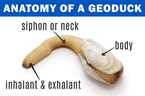 Geoduck Clams Anatomy