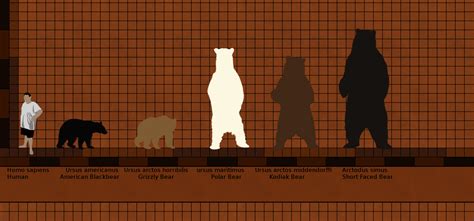 Polar Bear Kodiak Bear Size Comparison at Ruby Najar blog