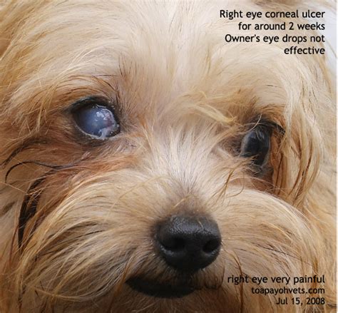 Dog Abc: Dog Eye Problem