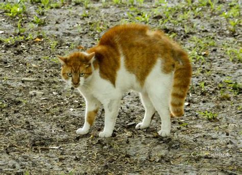 Hackles! | Long-Dangerous Tails