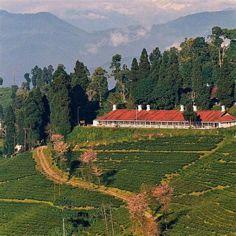 Darjeeling Tea Garden, India | Beautiful sites, Countries of the world, Tea garden