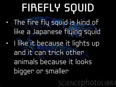 Brandon's Firefly Squid by Erika Mcclintic