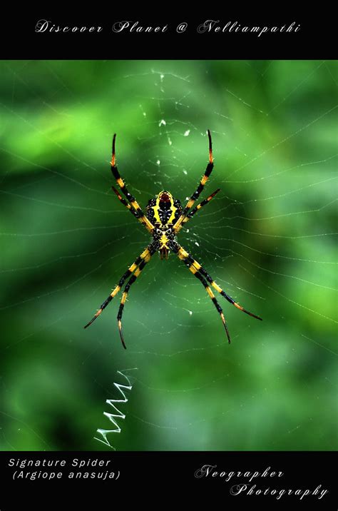 Signature Spider (Argiope anasuja) | Also Known As: Black an… | Flickr