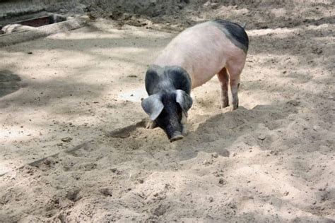 Hampshire Pigs: Complete Breed Guide - Northern Nester