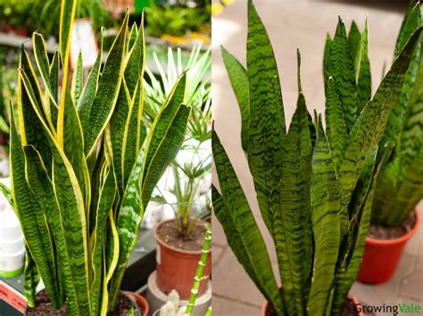 9 Best Snake Plant Varieties and Types You Can Grow - Store