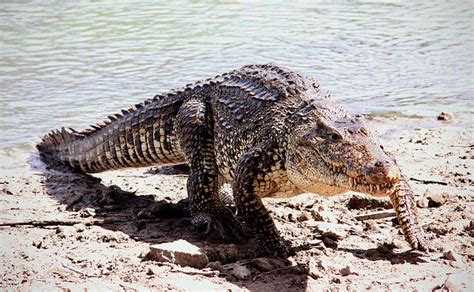 Cuban Crocodile Facts and Pictures