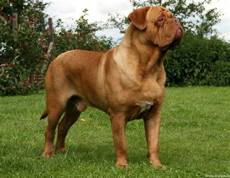 Dogue de Bordeaux side view photo and wallpaper. Beautiful Dogue de ...